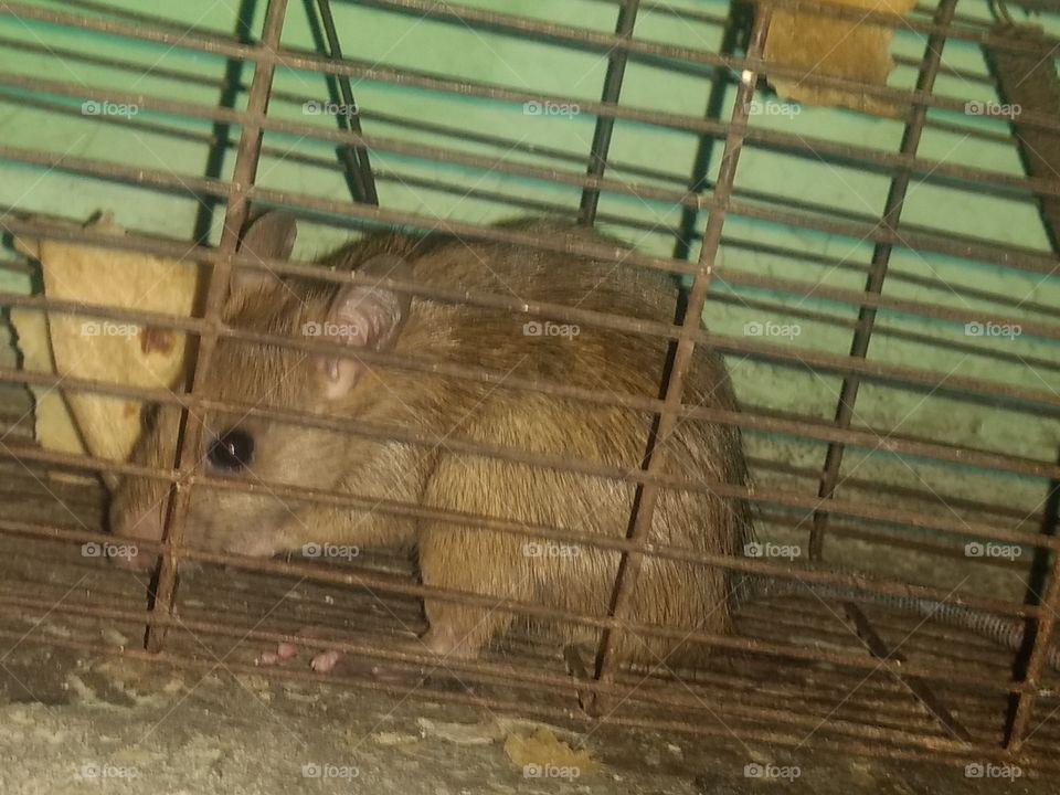 rat in cage