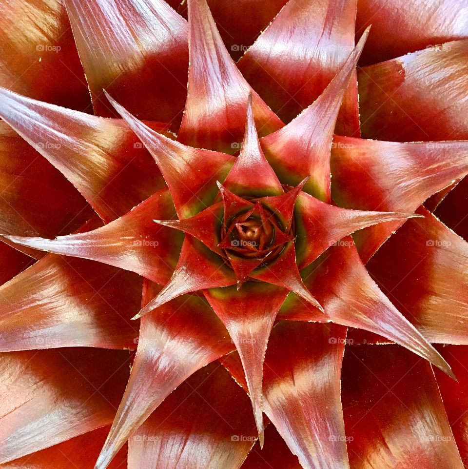bromeliad flower