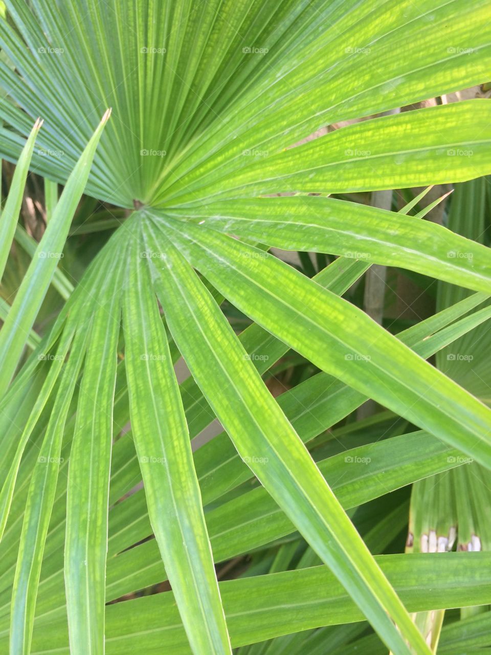 Palm frond . Green palm frond 