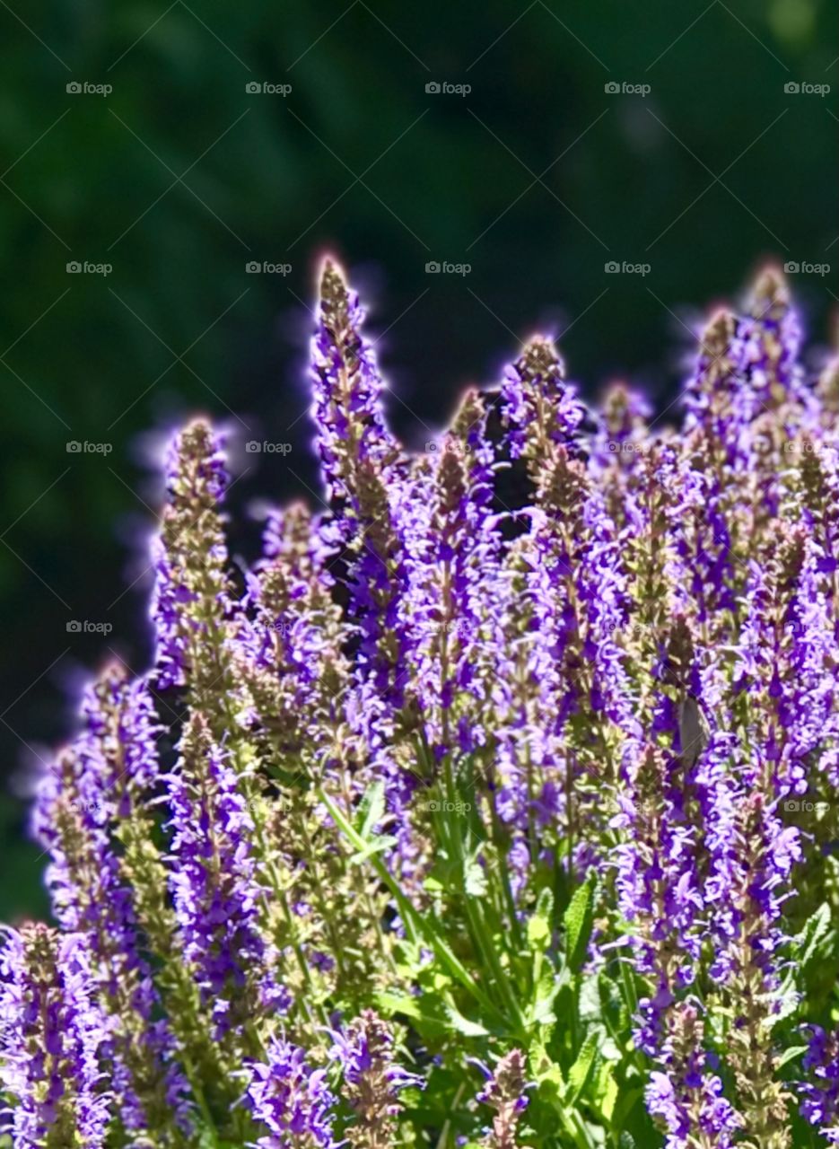 Purple glow salvias