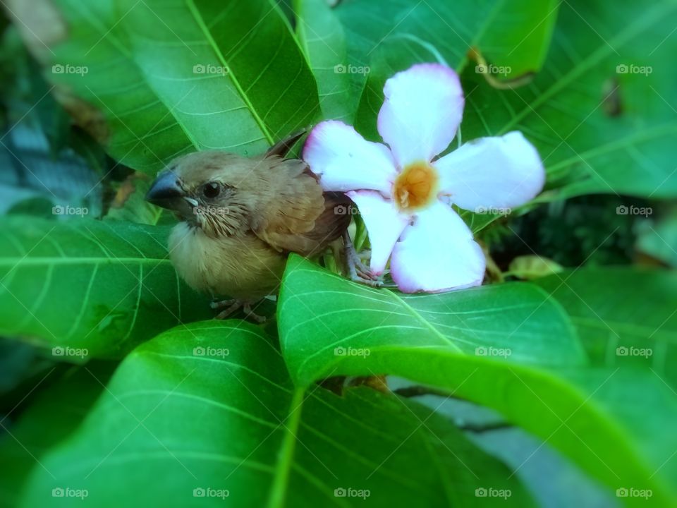 birds carry flowers