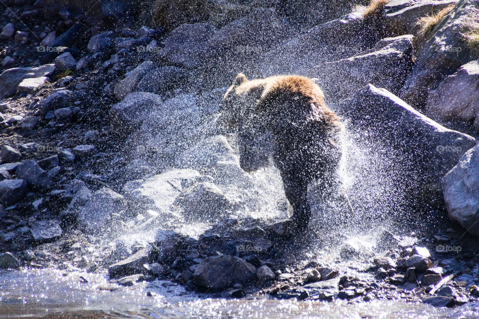 a large female brown bear shaking off the water after a spring swim