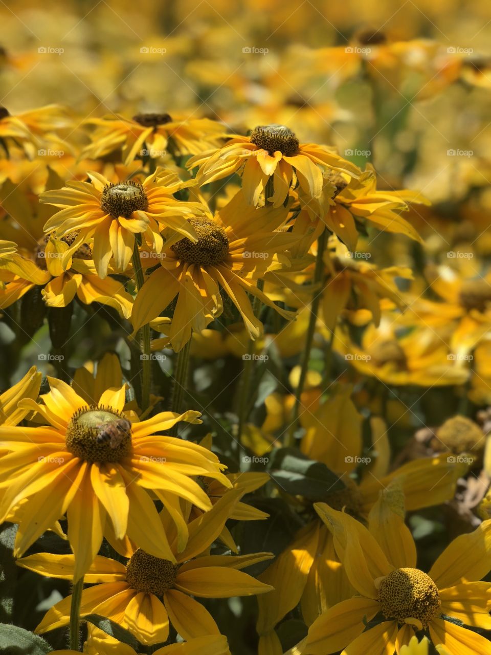 Yellow maximilian flowers in the park