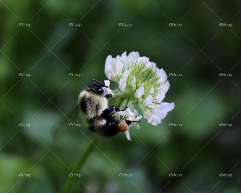 Sacs almost full; Bumble Bee gathering pollen from a White Clover in Pennsylvania, United States