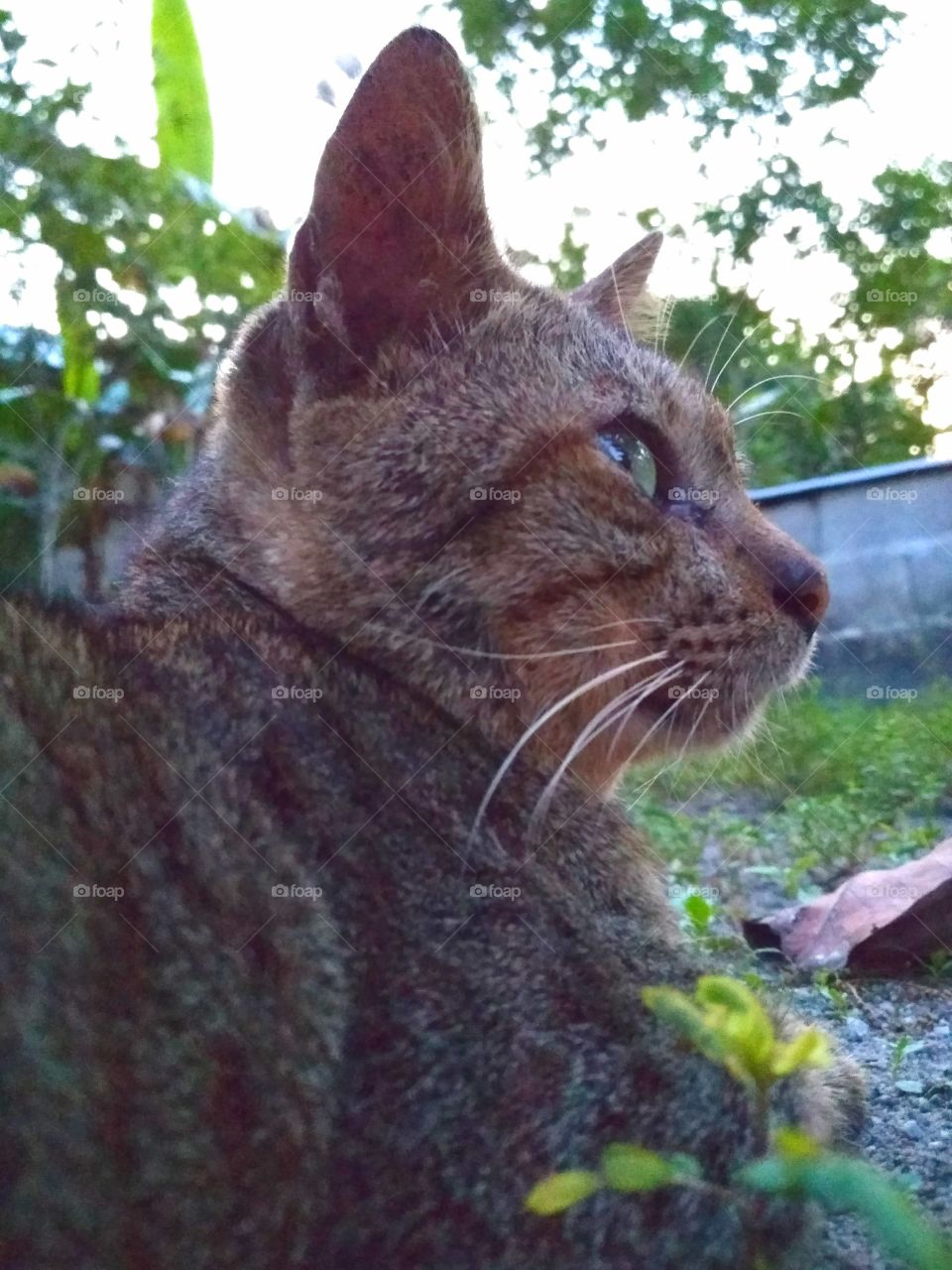 A cat looking at somethings