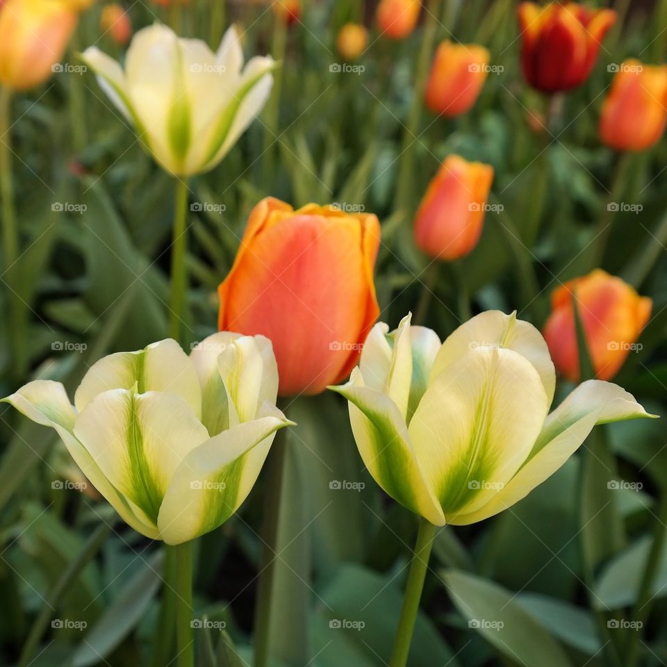 Beautiful Tulips