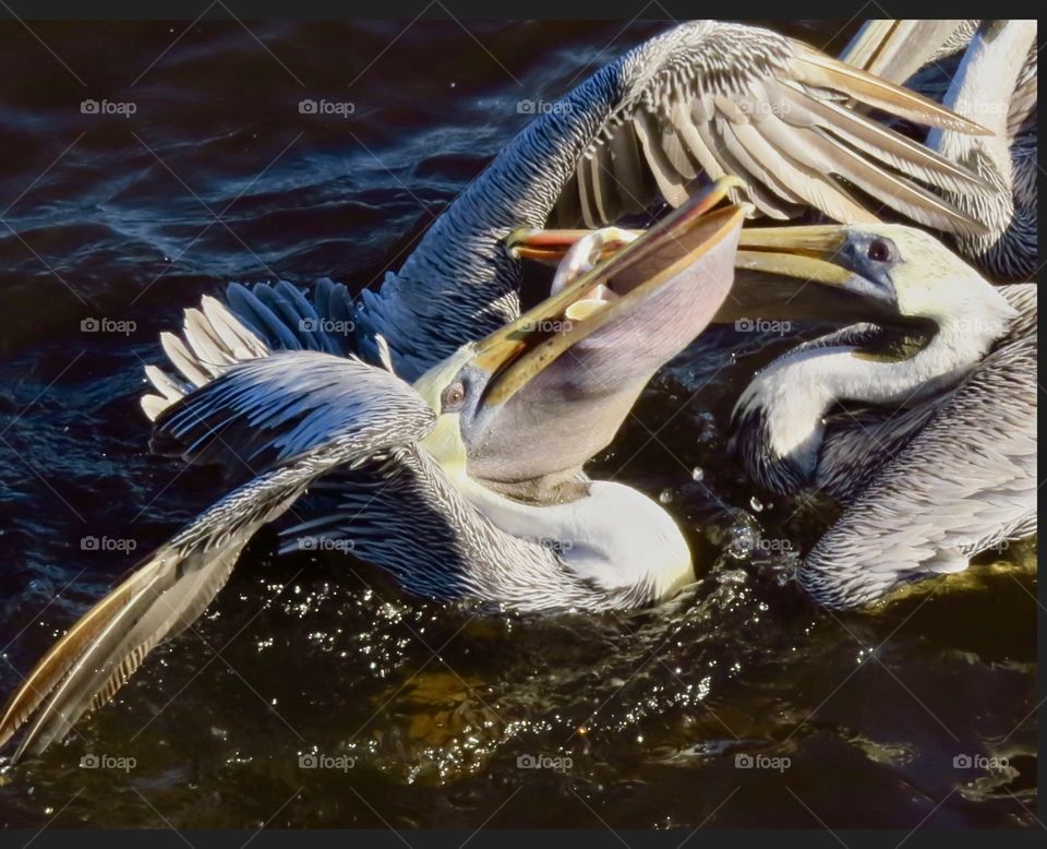 Pelicans fighting over a fish
