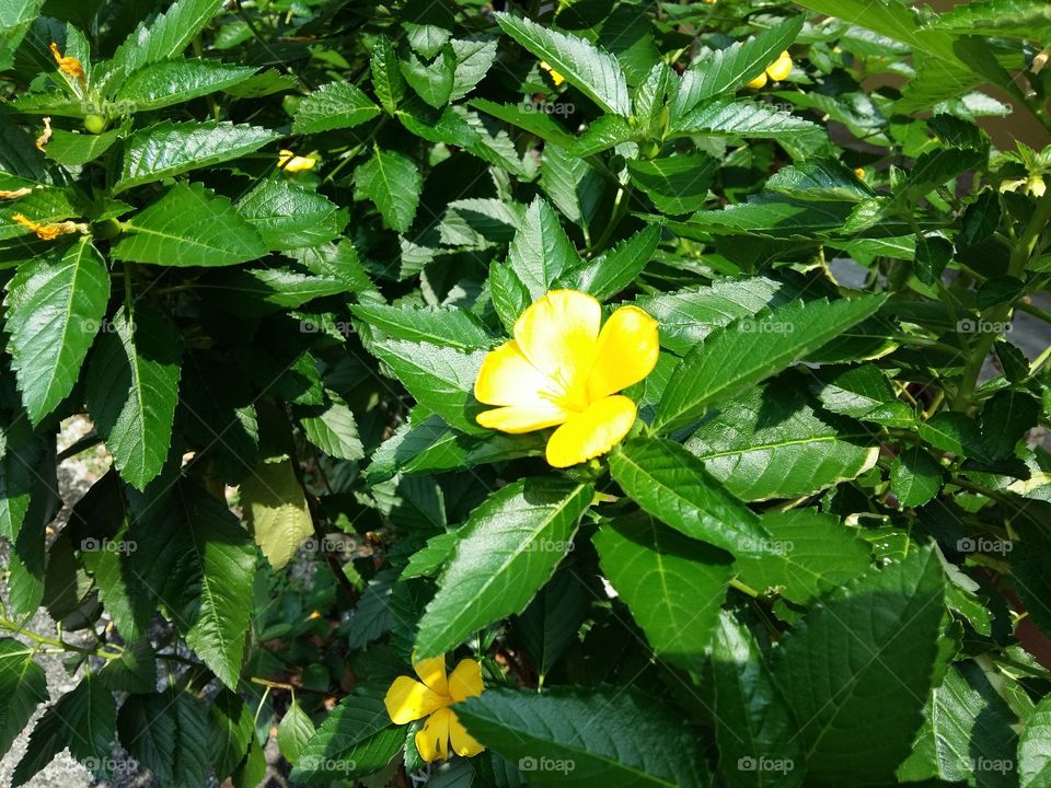 yellow flower. snap went i'm at penang free school