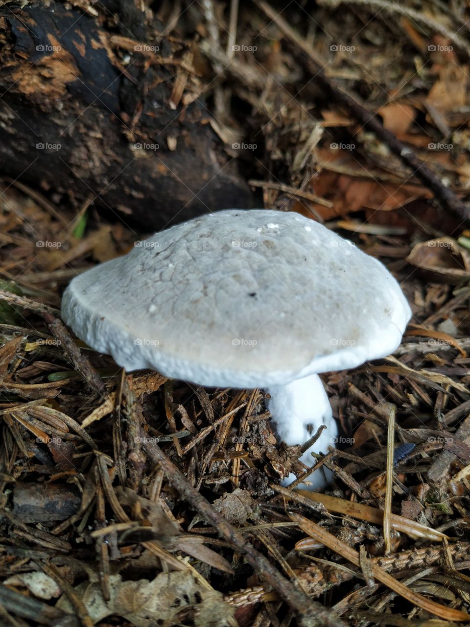 The soft grey mushroom