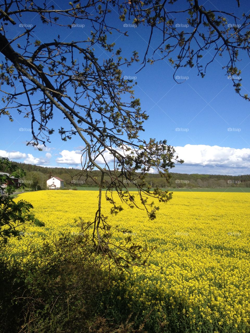 Blooming rapeseed