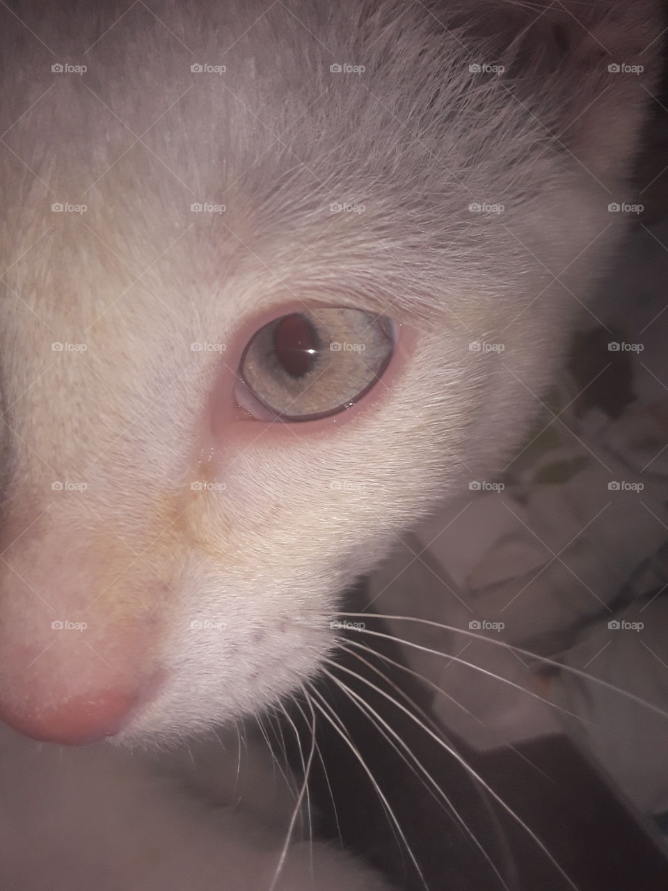in the eye of a kitten