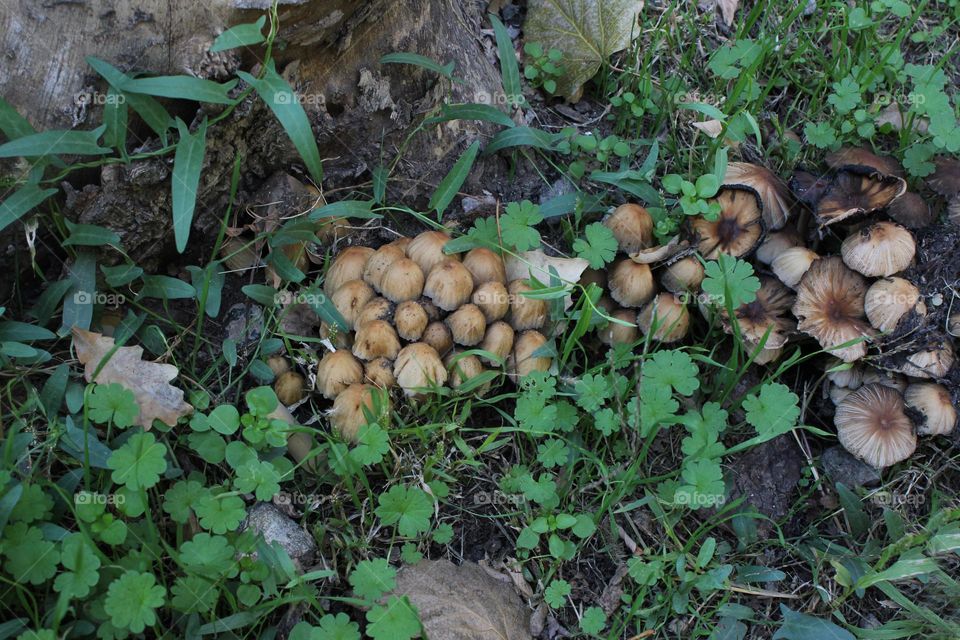Autumn mushrooms in the forest