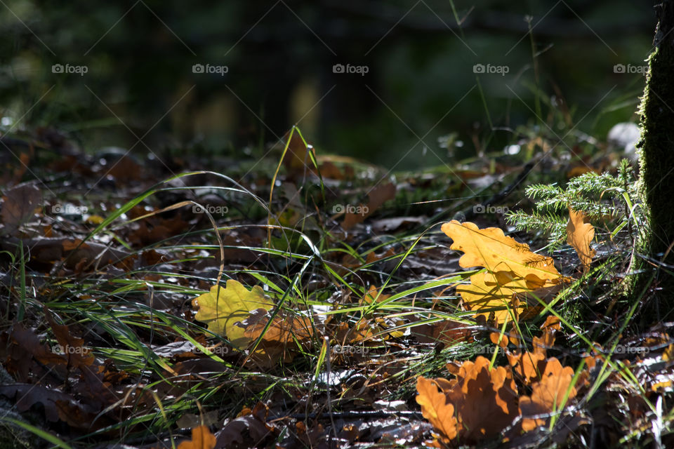 Fall leaves in the woods autumn , höstlöv på marken i skog 
