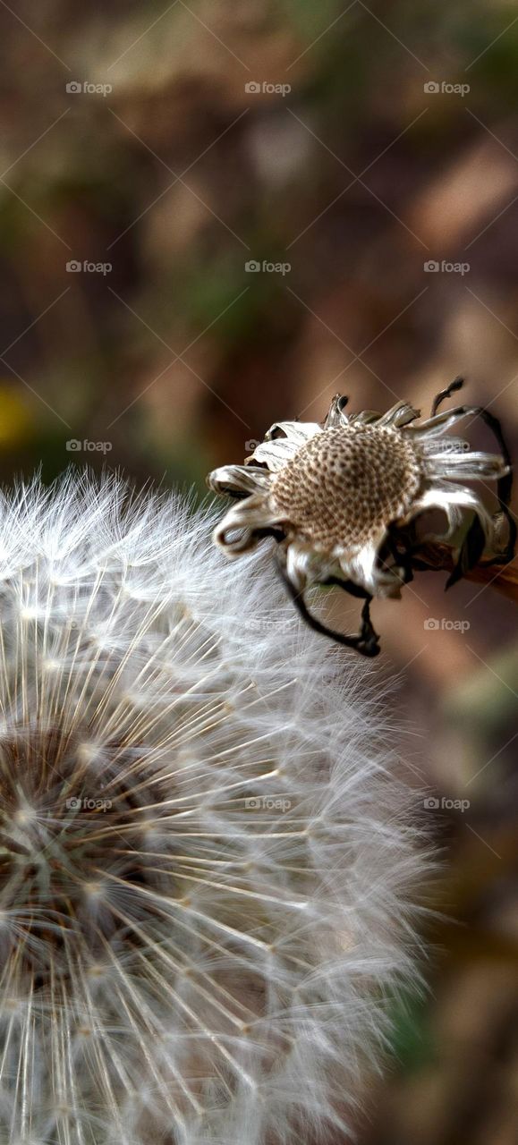 dandelion dead