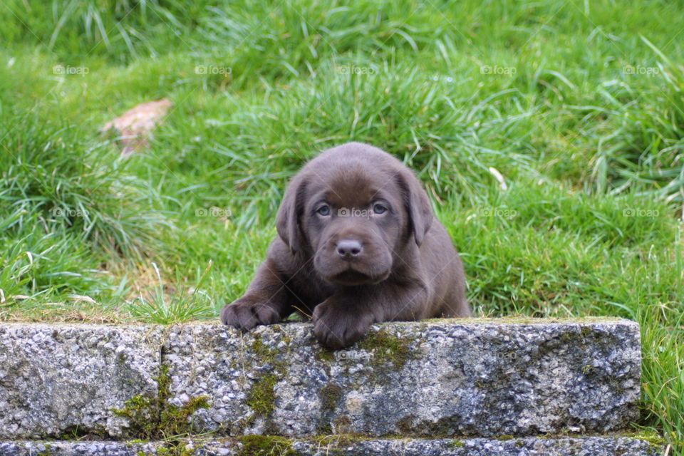 Chocolate Labrador retriever puppy portrait cute resting on a wall 