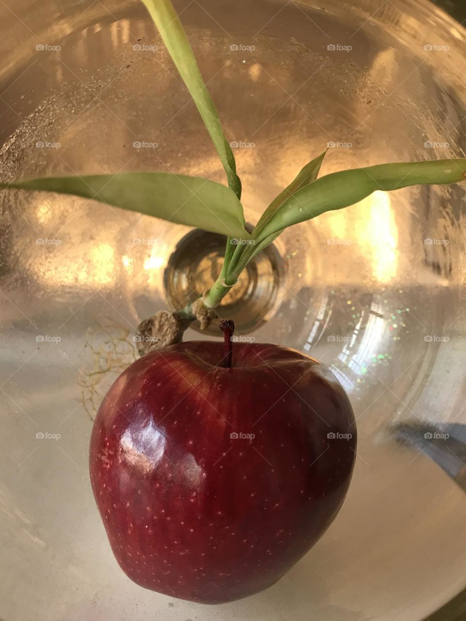A red apple surrounded by the loving light of the sun and bamboo leaves.