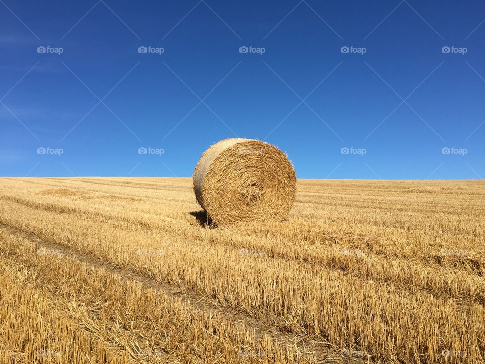 Wheat, Straw, Cereal, Rural, Rye