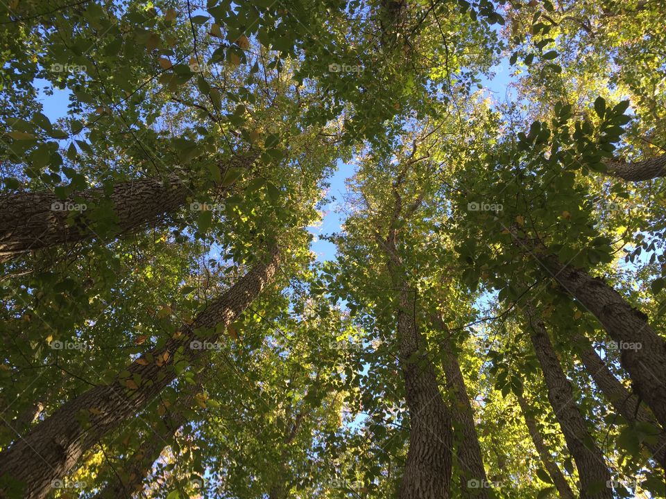 Trees in the Late Summer