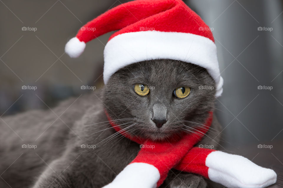 cat in Santa's hat