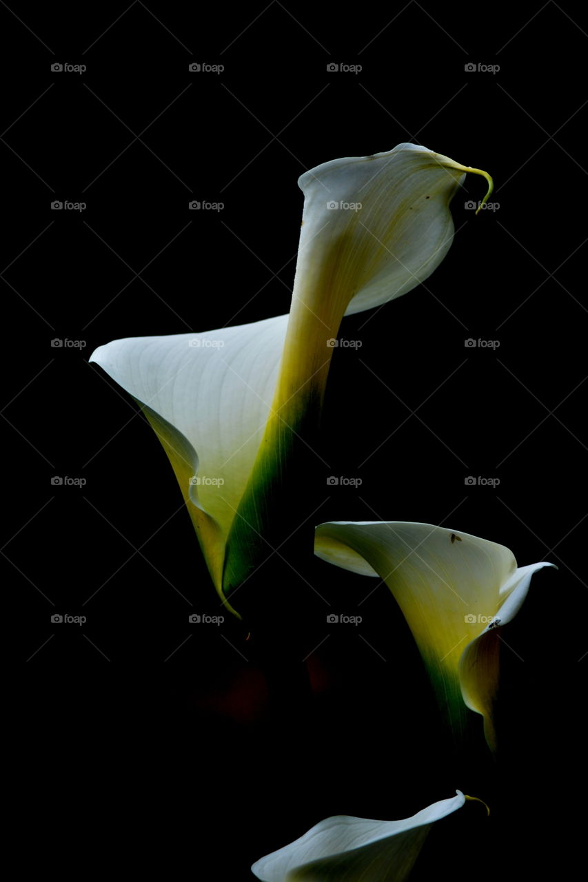 calla lily beautiful flower white and green