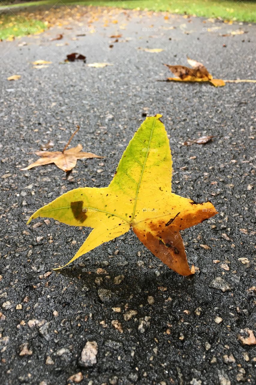 Dancing leaf 