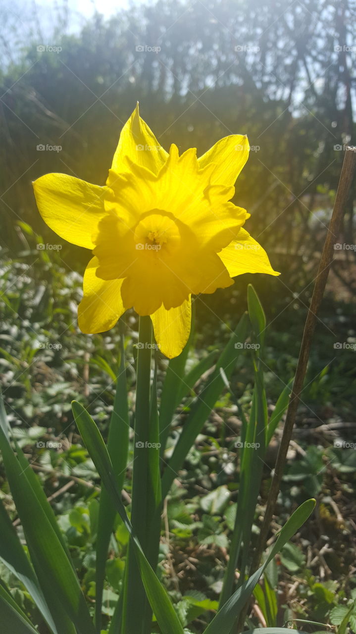 Nature, Flora, Flower, Leaf, Bright