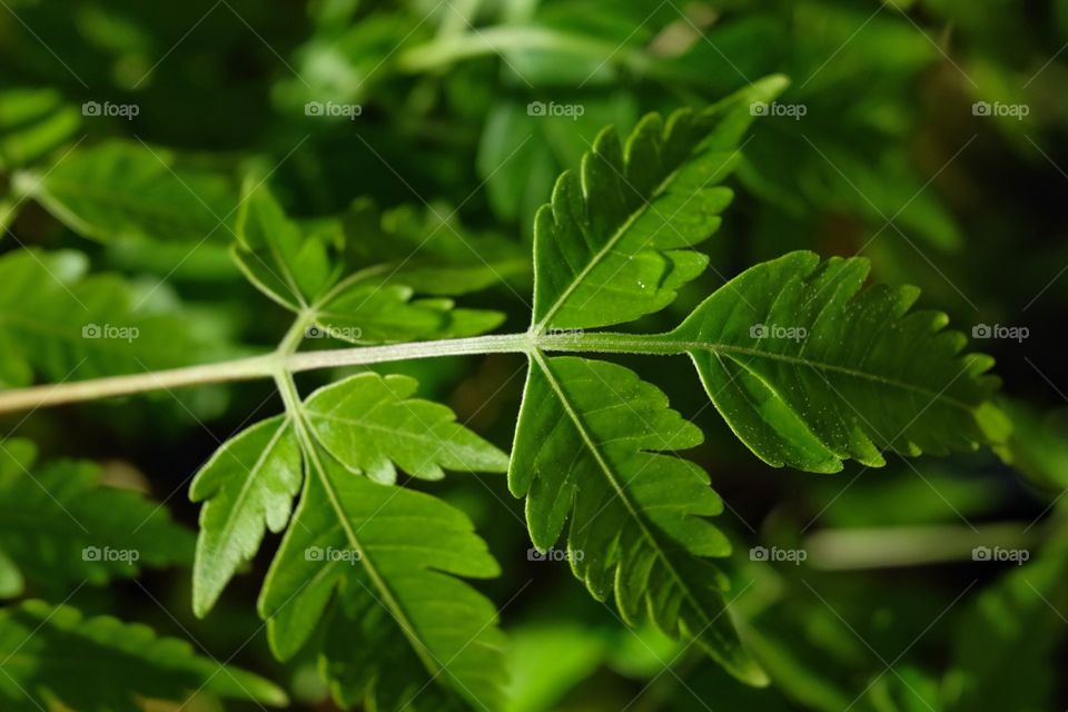 Leaves
