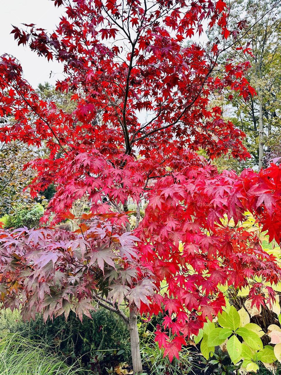 Fiery red Japanese maple, stunning display. 