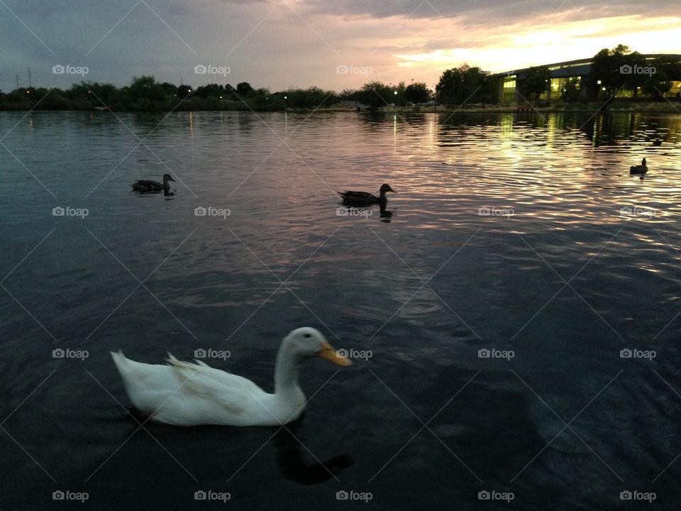 Evening with the ducks