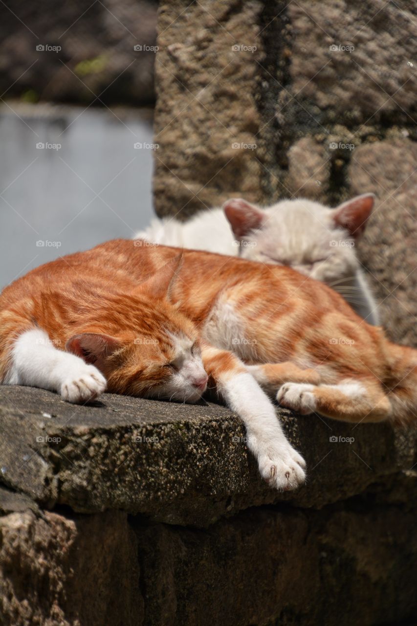 Sleep cats