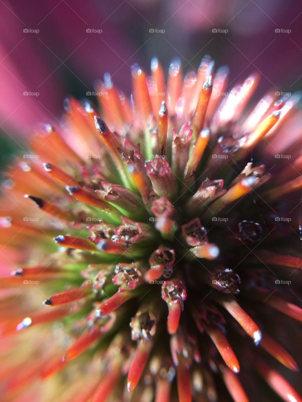 Macro shore coneflower center