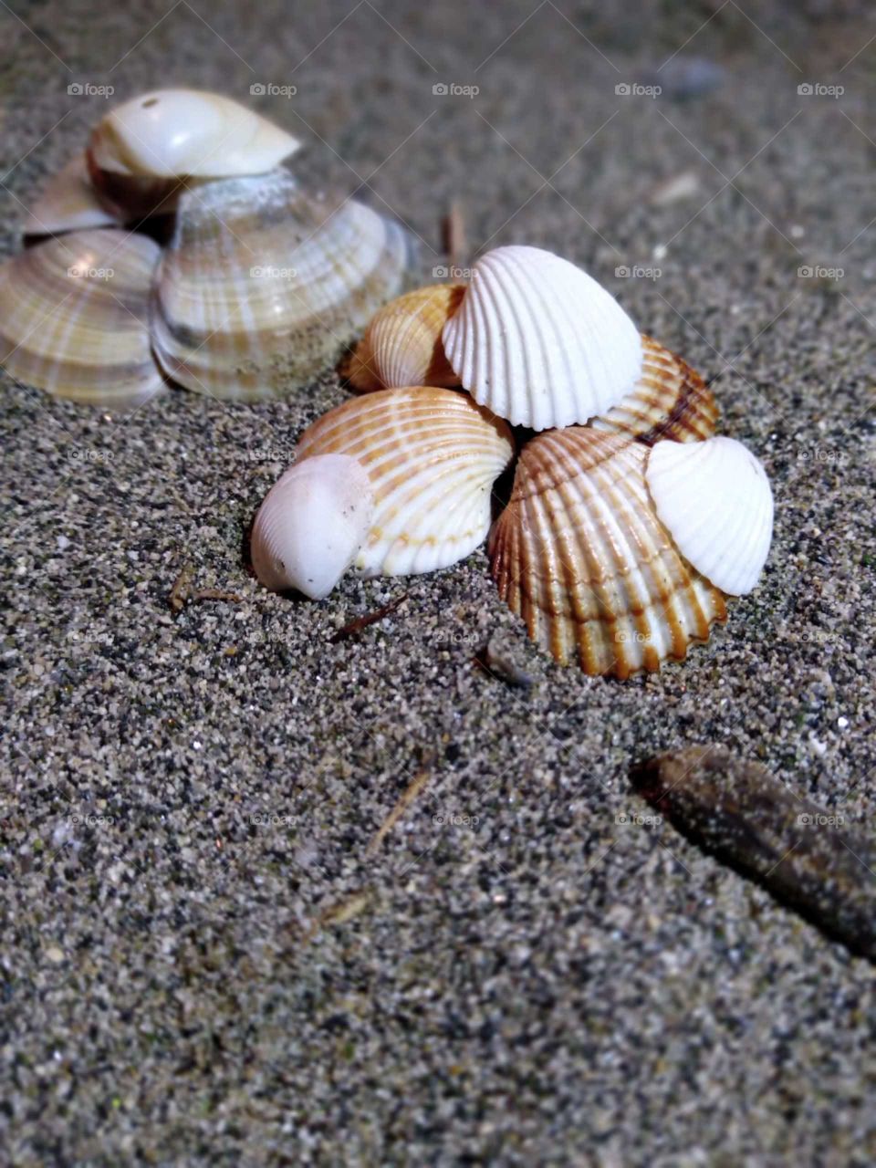 Seashell