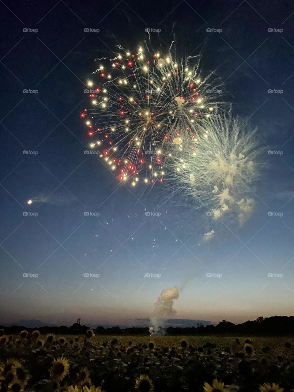 Fireworks over a field of sunflowers