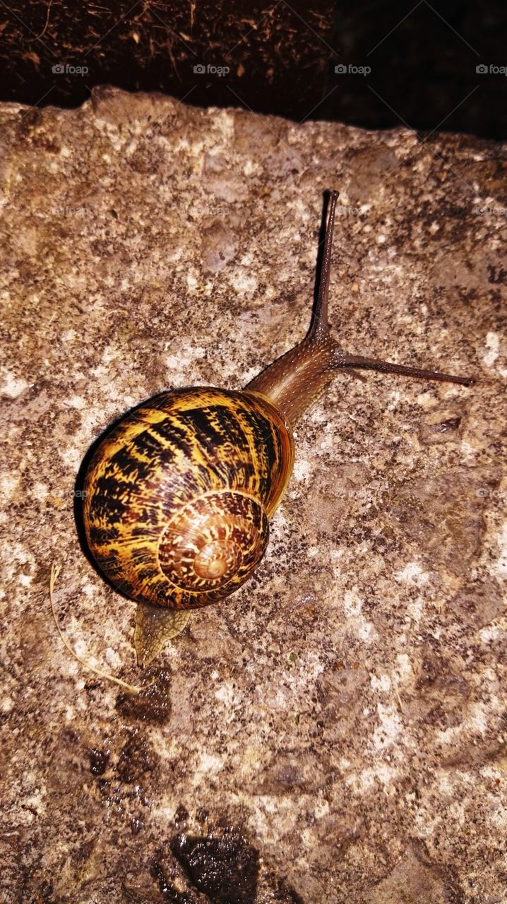 one snail with two big horns walking slowly on a rock
