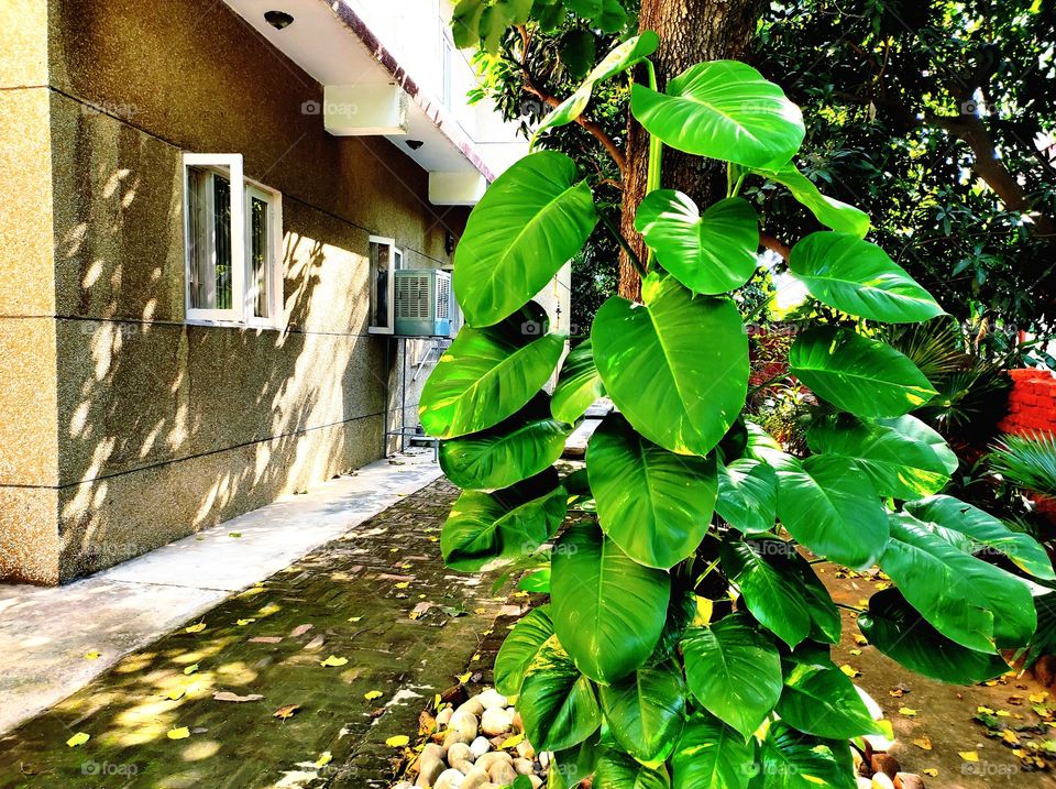 Big leaves Money Plant creeper climbing on the tree