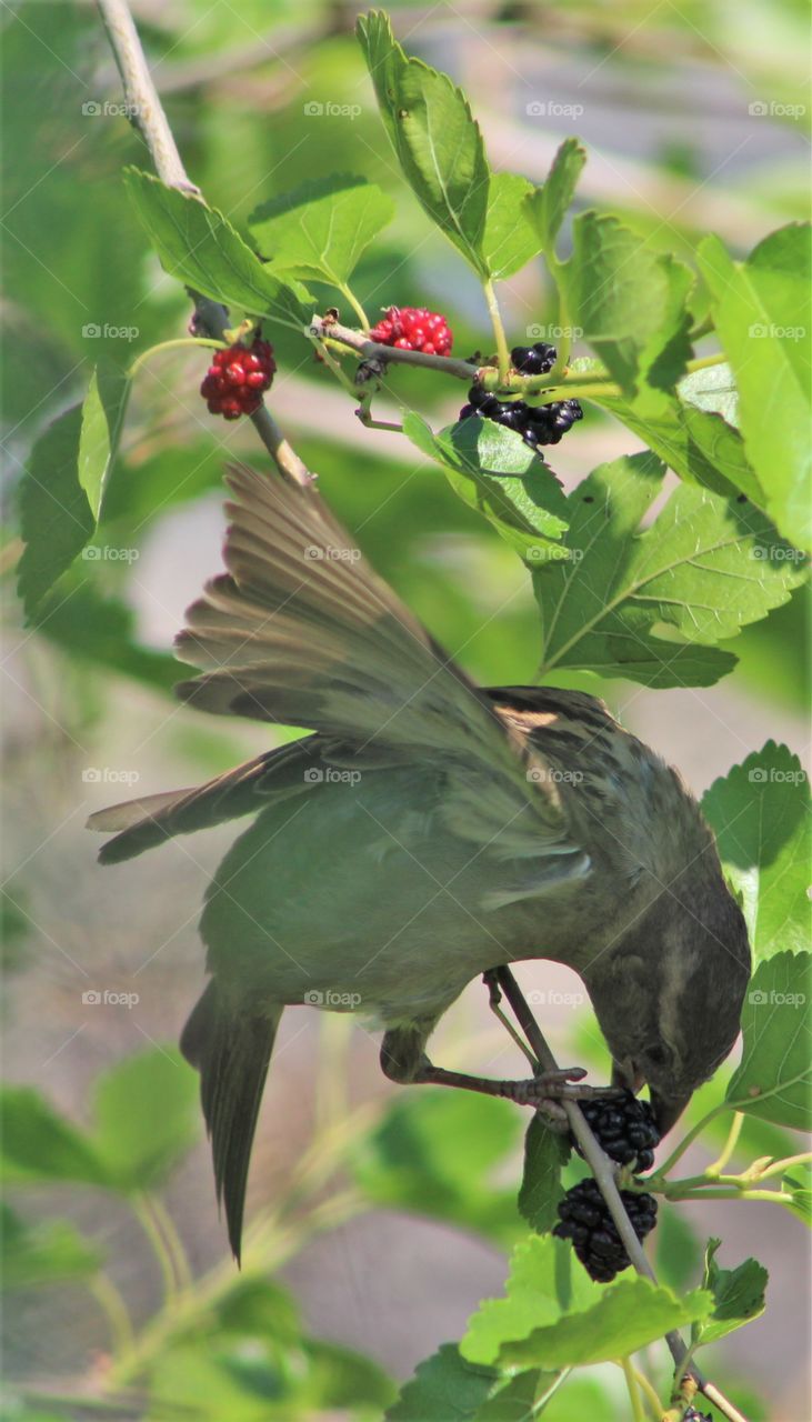 Sparrow eating blackberries on June morning 