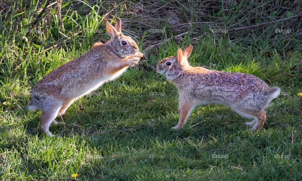 Young bunnies playing