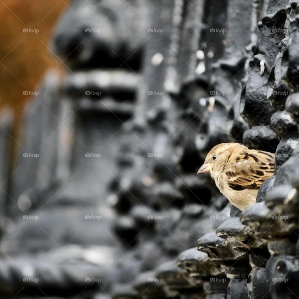 Sparrow on fence Charleston, SC