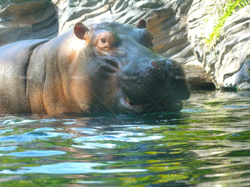 Summer hippo