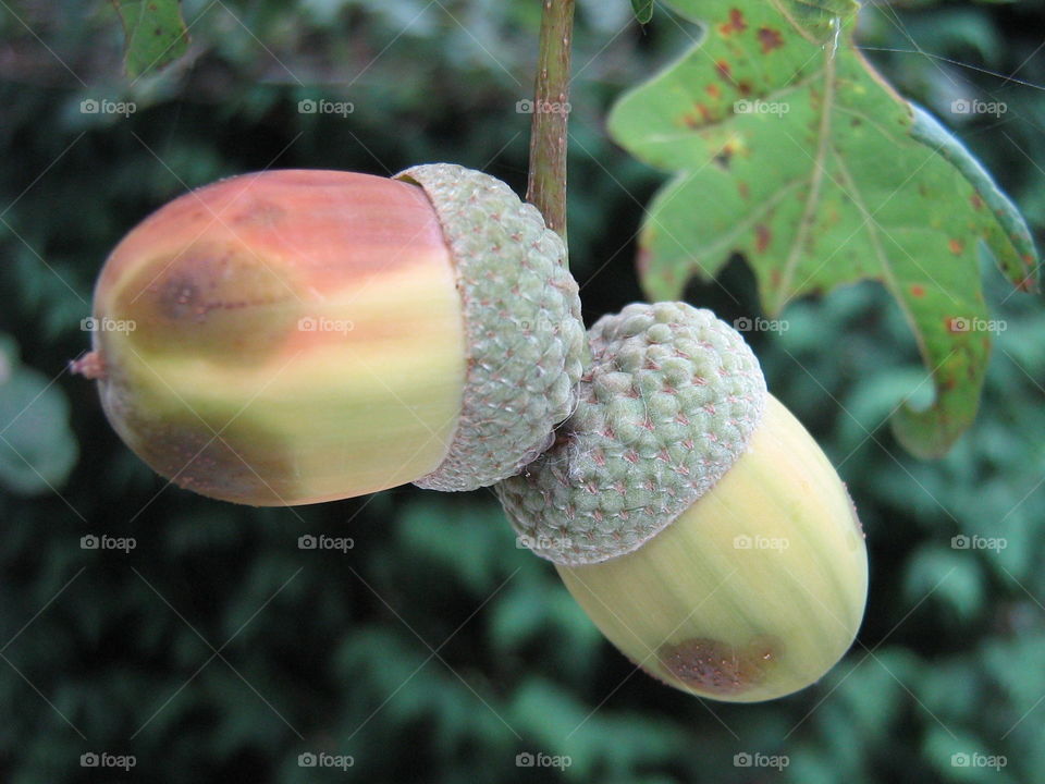 Acorn 2. The sequel: it takes two