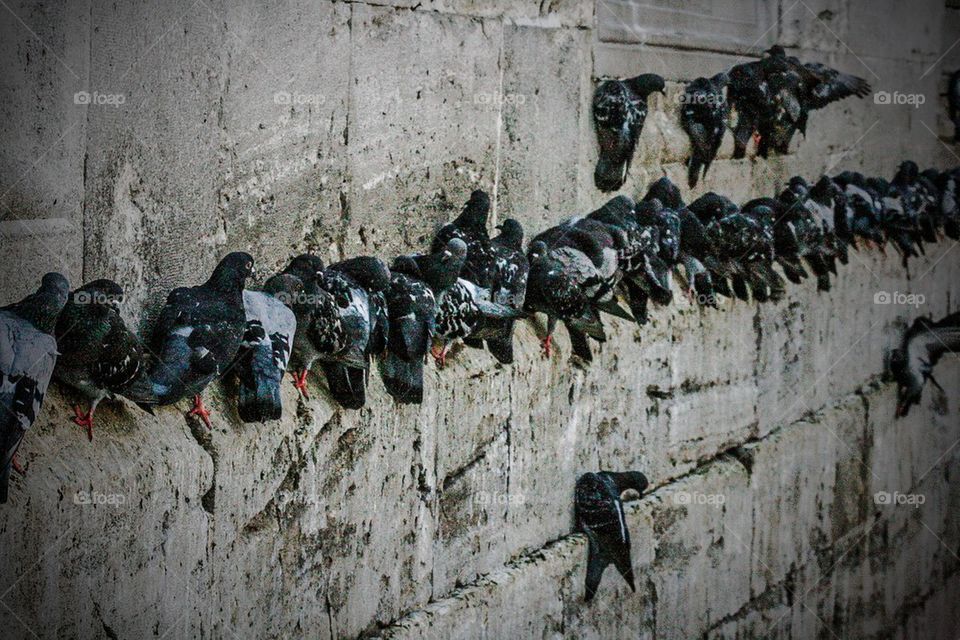 pigeons