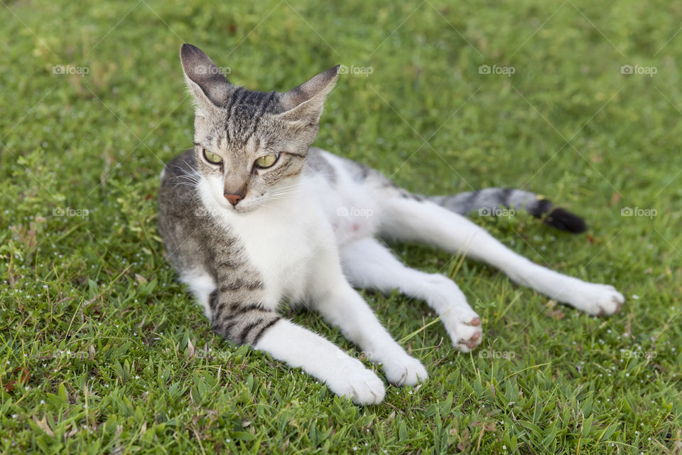 Playful cat