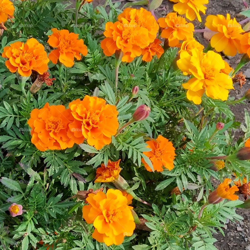 Marigold