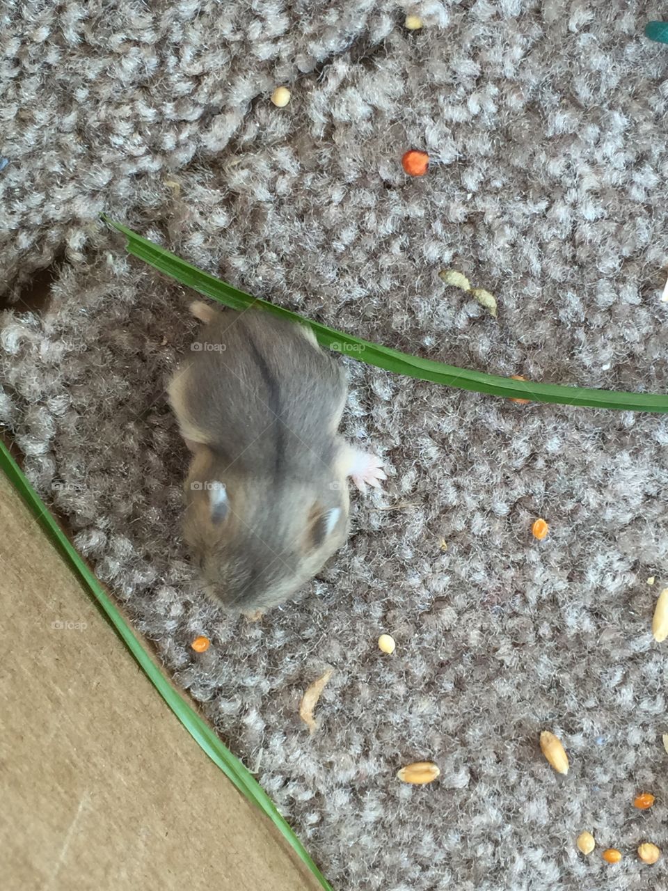 Hamster on the move. Letting the hamsters out to play, this little guy loved the grass we set in the box for him