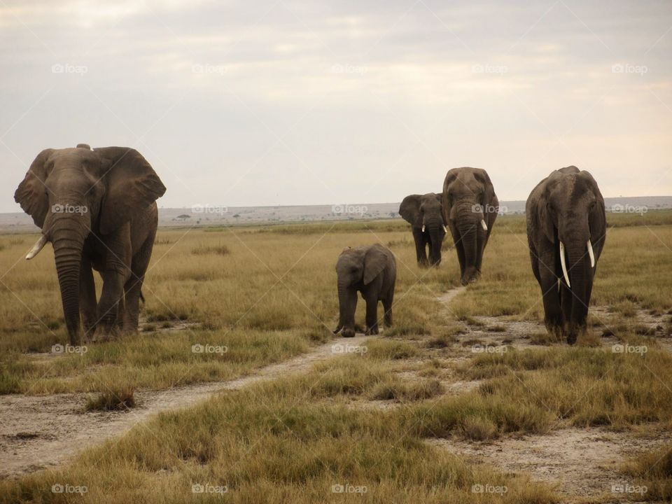 Elephants in Amboseli. Watching all the elephants take their morning walk to the lake in Amboseli national park was amazing 