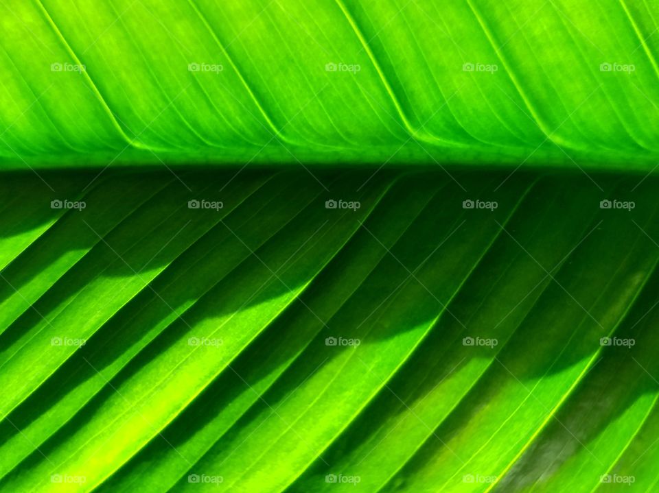 closeup of a tropical leaf.