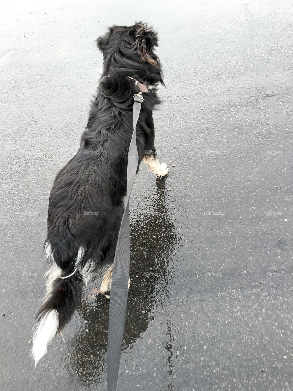 Border collie sheepdog walking on leash shot from above wet pavement