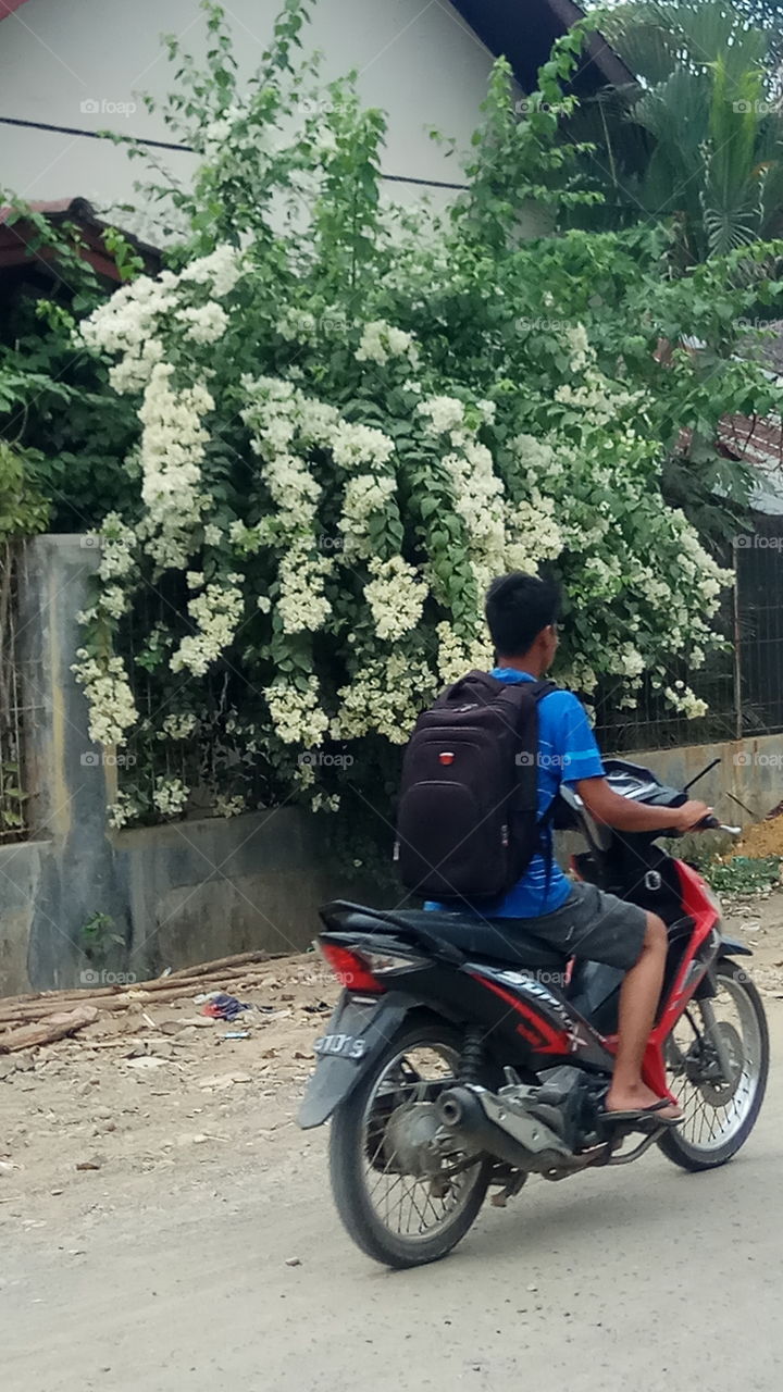 flower and bike