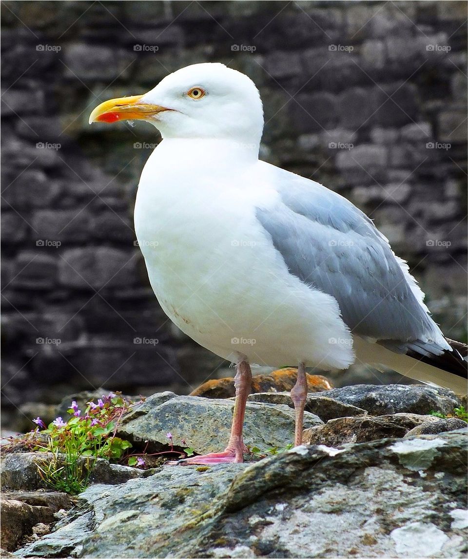 Seagull
