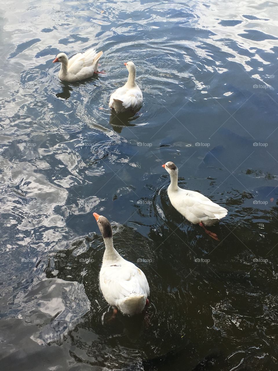 Os gansos estavam felizes passeando no lago, nadando numa relax total... que tranquilidade!
